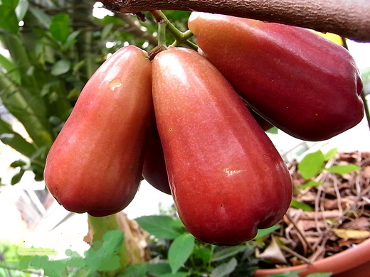 Wax Jambu Wax Apple Black Dinamond Tropical Fruit Trees